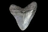 Serrated, Juvenile Megalodon Tooth #74284-1